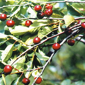 Вишня обыкновенная 'Мичуринская'