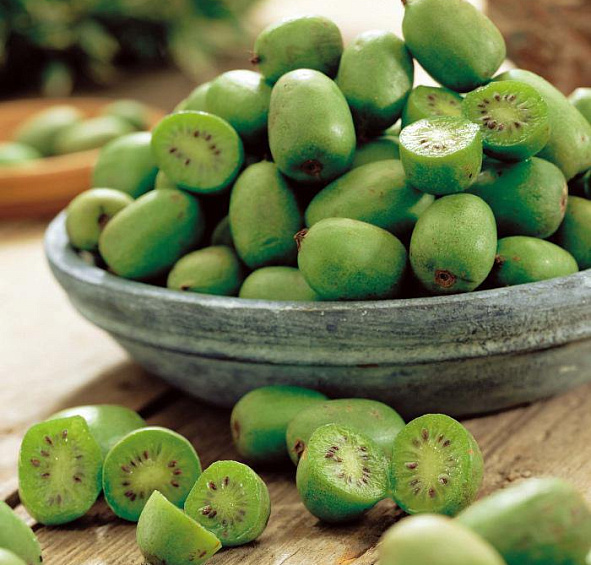 Актинидия Aргута 'Исаи'