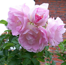 Роза 'Ритаусма' (шраб) (розовая)