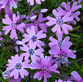 Флокс шиловидный 'Пёпл Бьюти'