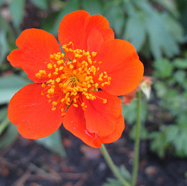 Гравилат чилийский