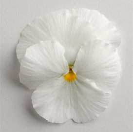 Виола Виттрока 'Матрикс Уайт' (белая)