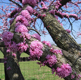 Багряник канадский Церцис