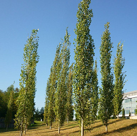Тополь дрожащий 'Эректа'