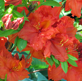 Рододендрон желтый (азалия) 'Фейерверк' (красный)