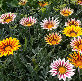 Газания блестящая 'Талент' (серебристый лист, смесь)