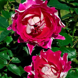 Роза 'Раффлс Пассион' (флорибунда) (розово - белая)