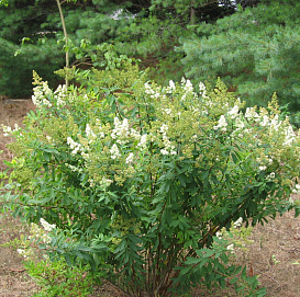 Спирея Дугласа 'Альба'