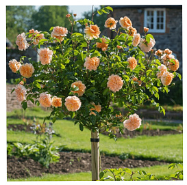 Роза 'Кэтрин' (штамбовая) (оранжевый)