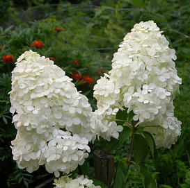 Гортензия метельчатая 'Меджикал Мунлайт'