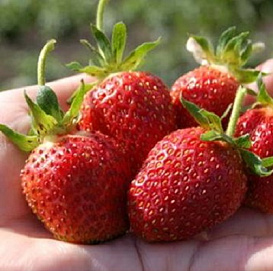Земляника (клубника) 'Кокинская заря'