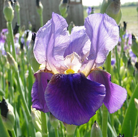 Ирис германский (бородатый) 'Алказар' 