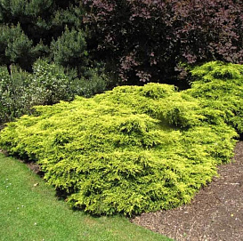 Можжевельник пфитцериана Голд Коаст (Gold Coast)
