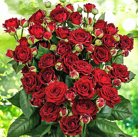 Роза 'Ред Сенсейшн' (спрей) (красная)