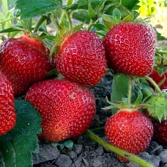 Земляника (клубника) 'Настенка'