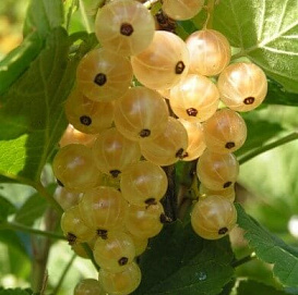 Смородина белая 'Виксне'