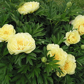 Пион древовидный (желтый)
