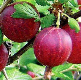 Крыжовник 'Колобок'