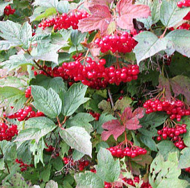 Калина плодовая 'Рубиновый кулон'