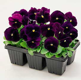 Виола Виттрока 'Инспайр Плюс Виолет'