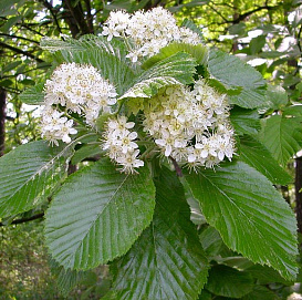 Рябина мучнистая 'Магнифика'