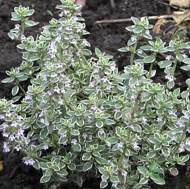 Тимьян обыкновенный 'Фаустини'