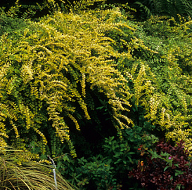 Жимолость блестящая 'Баггезенс Голд'