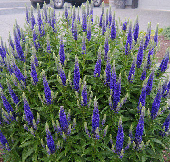 Вероника колосковая