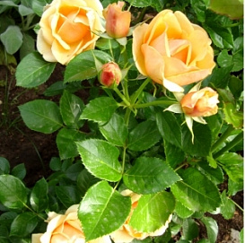 Роза 'Олимпик Файер-92' (флорибунда) (желтая)