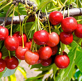 Черешня 'Мичуринка'