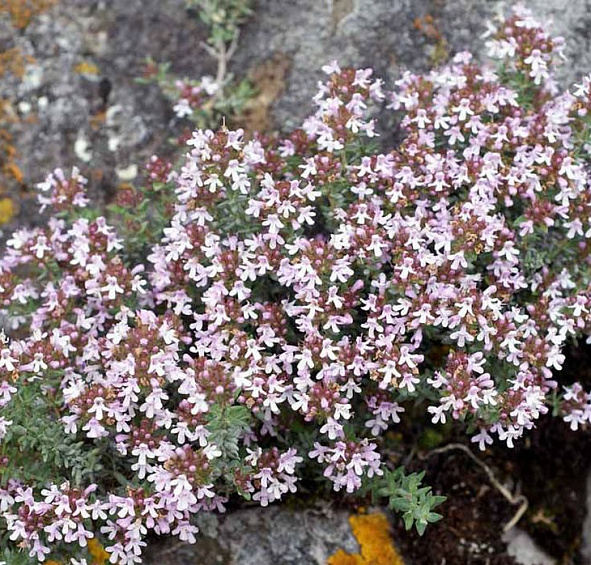 Тимьян обыкновенный 