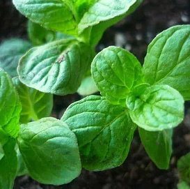 Мята круглолистная (ананасная)