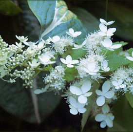 Гортензия метельчатая 'Флорибунда'