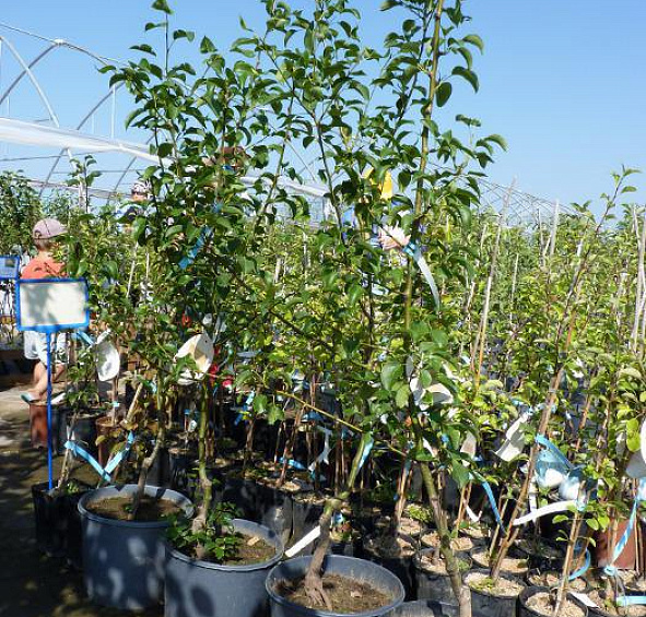 Груша 'Память Яковлева'