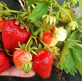 Земляника (клубника) 'Джоли'