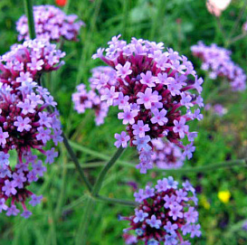 Вербена бонарская 'Буэнос-Айрес' (лиловая)
