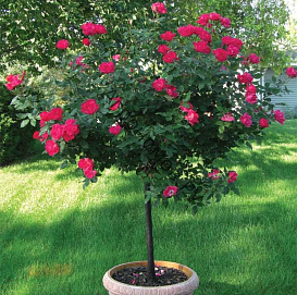 Роза 'Топканы' (штамбовая) (малиновый)