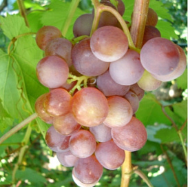 Виноград 'Русский ранний'