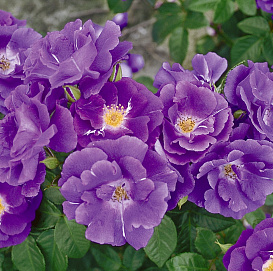 Роза 'Рапсоди ин Блю' (флорибунда, шраб) (фиолетовая)