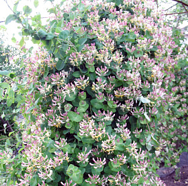 Жимолость вьющаяся Каприфоль (Caprifolium)
