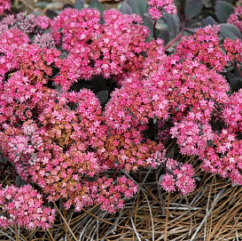 Седум гибридный (Очиток) 'Дазлбери'