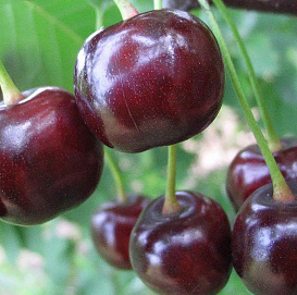 Дюк 'Факел'