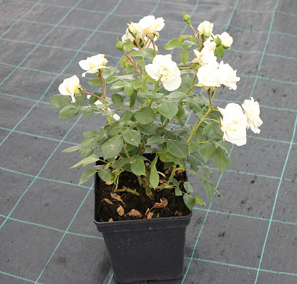 Роза 'Леди Романтика' (флорибунда) (белая)