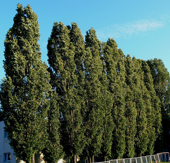 Тополь пирамидальный (черный, итальянский)