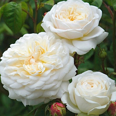 Роза 'Транквилити' (парковая) (белая)