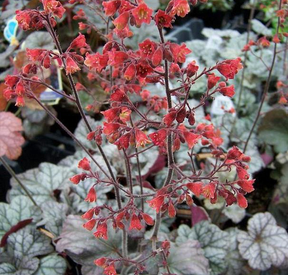 Циннабар Сильвер