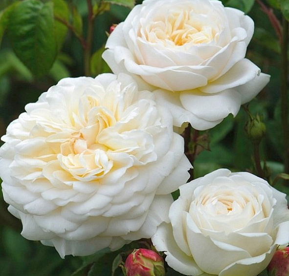 Роза 'Транквилити' (парковая) (белая)