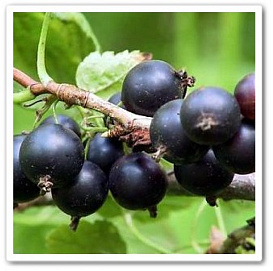 Смородина черная 'Ленинградский великан' 