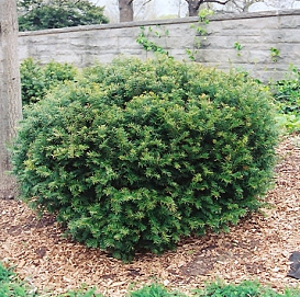 Тис средний 'Броуни'