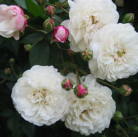 Роза 'Литтл Вайт Пет' (почвопокровная, флорибунда) (белая)